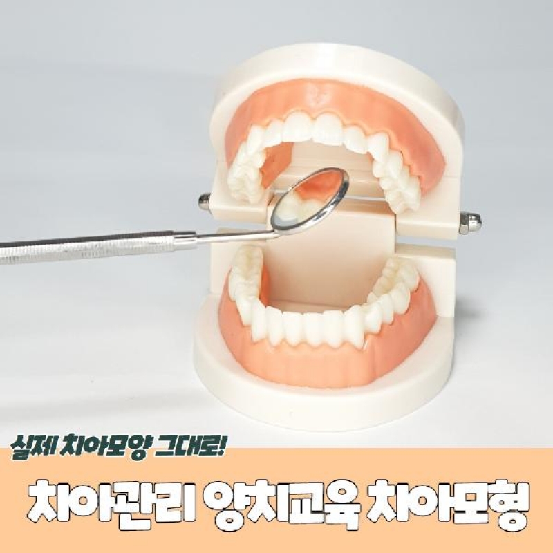 치아관리 양치교육 치아모형 이미지
